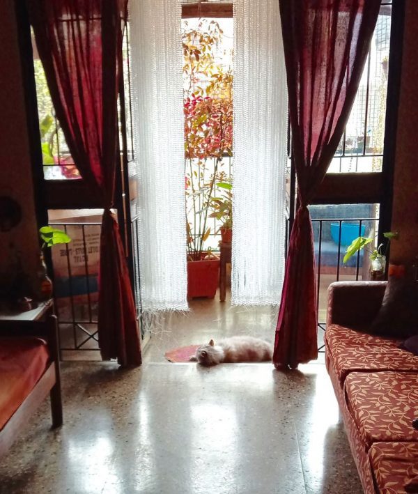 New York Best Beaded Room Partition Cute Cat Plating With Crystal Bead Curtain
