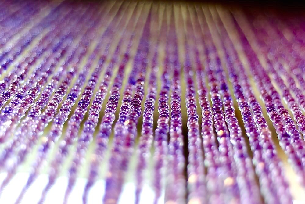 purple beaded curtain